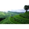 Igata Cha Hokago Tea Garden Deep Steamed Chaigeda Dish, 3.5