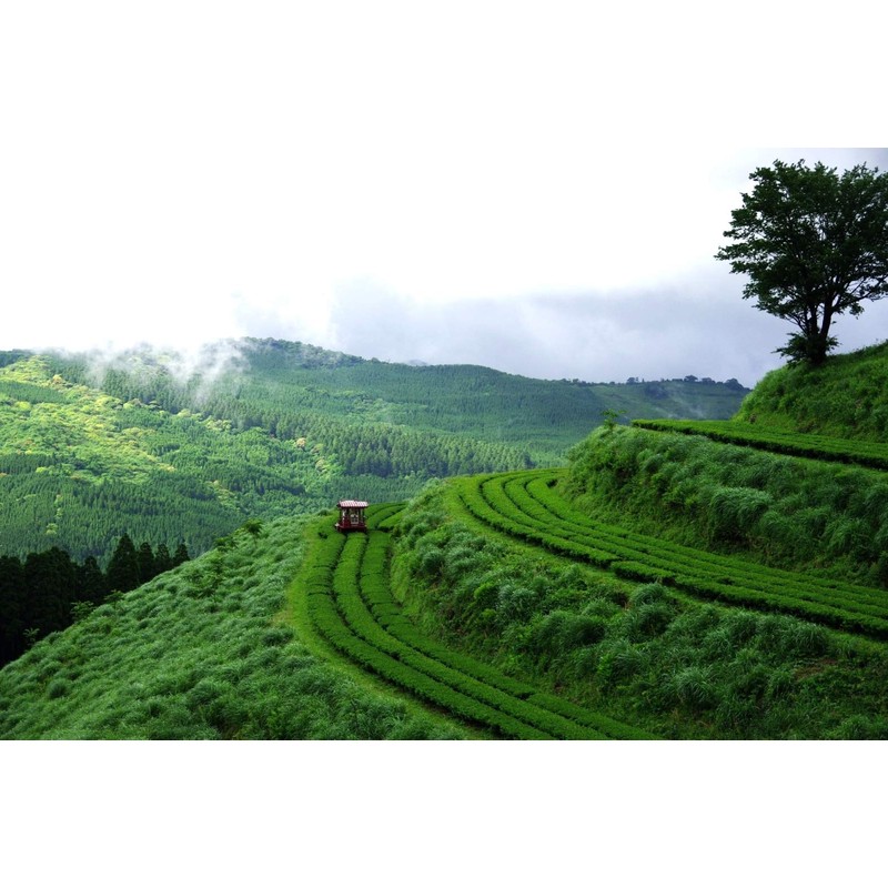 Igata Cha Hokago Tea Garden Deep Steamed Chaigeda Dish, 3.5