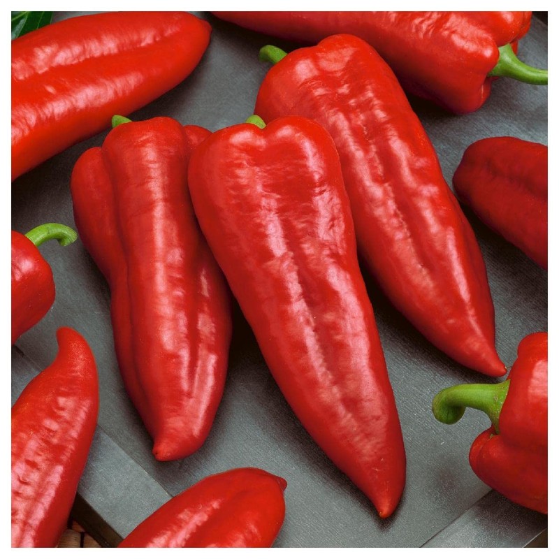 Everwilde Farms - 25 Organic Marconi Red Sweet Pepper Seeds
