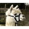 Kerbl Alpaca Headcollar, All Alpaca Types, Clip Closure, Adjustable Size,
