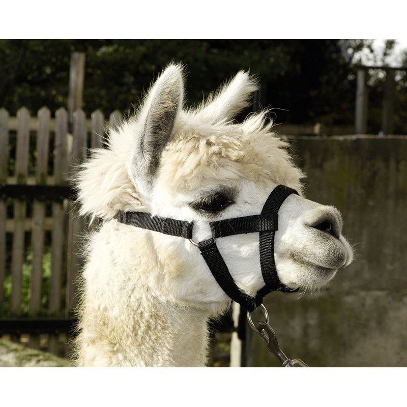 Kerbl Alpaca Headcollar, All Alpaca Types, Clip Closure, Adjustable Size,