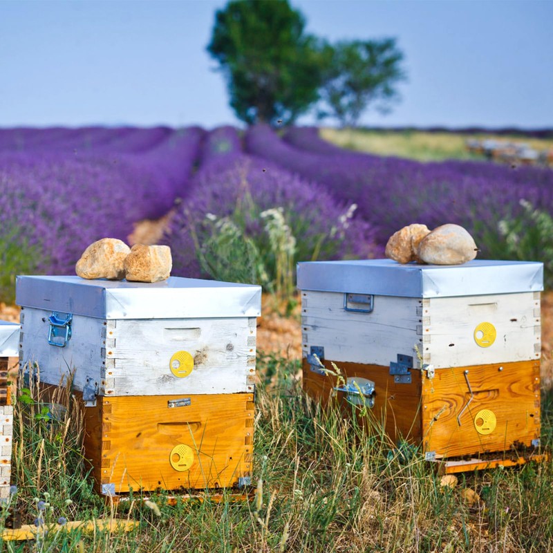 Plastic Beehive, 12pcs/set Plastic Beehive Nuc Box, Entrance Gate Beekeeping