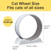 Cat running wheel