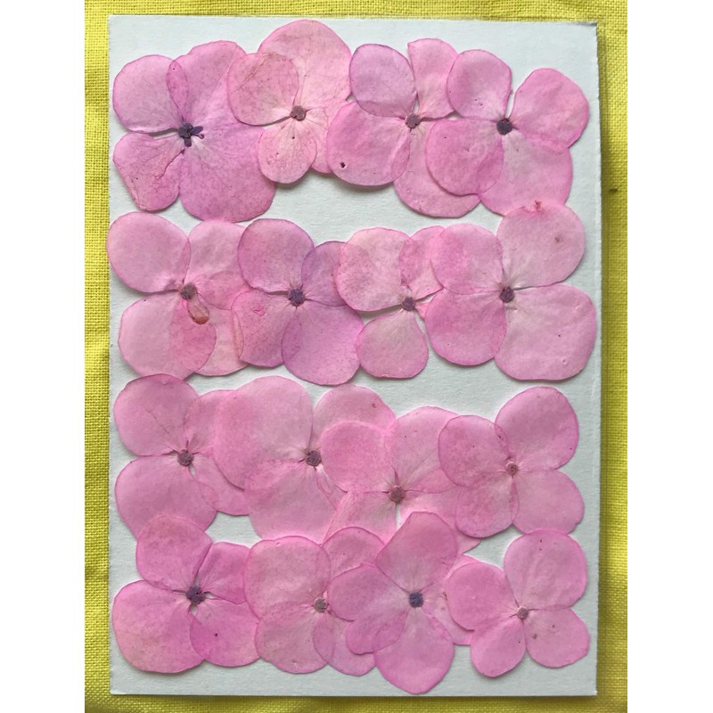 Fukusan Pressed Flower Pack Hydrangea Pink FUK-1034