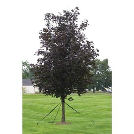 Auger Style Earth Anchor 1/2" x 30" x 4"