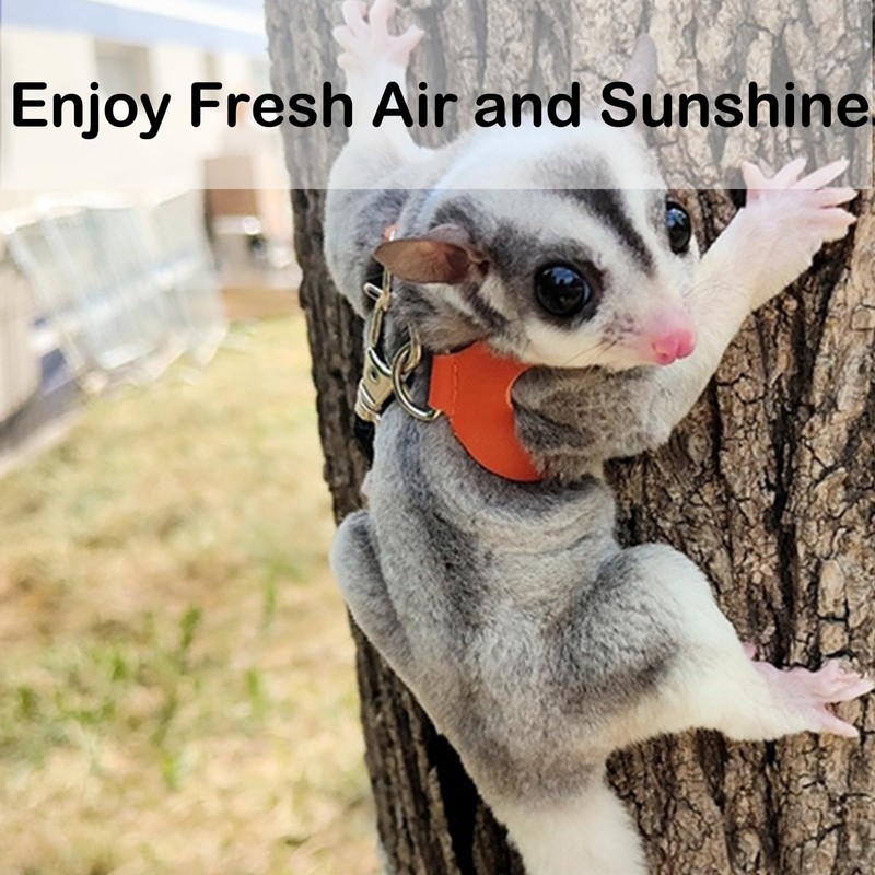 3 Pack Sugar Glider Harness and Leash Set Small Animal