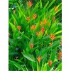 heliconia 2 Yellow Orange Heliconia Rhizomes Exotic Tropical Bloom -