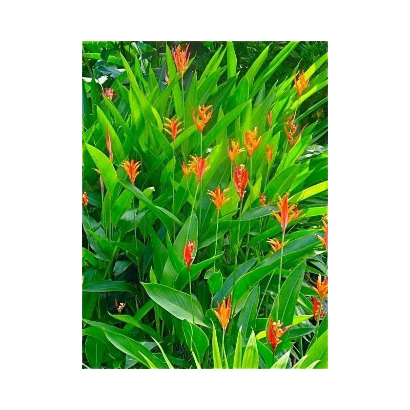 heliconia 2 Yellow Orange Heliconia Rhizomes Exotic Tropical Bloom -