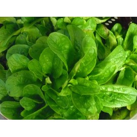 Corn Salad (Mache, Lamb's Lettuce) Seeds- 300+ Seeds 2021 Seeds by Ohio Heirloom Seeds