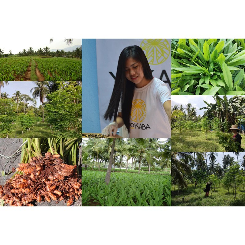 YOKABA Moringa Oleifera Leaf Powder 500mg Capsules - 250 Count