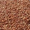 Seed Ranch Egyptian Wheat Seed ( Excellent for Quail Food Plot ) 1/4 Lbs