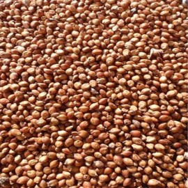 Seed Ranch Egyptian Wheat Seed ( Excellent for Quail Food Plot ) 1/4 Lbs