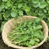 Upland Cress Seeds - Packet - Vegetable Seeds, Open Pollinated