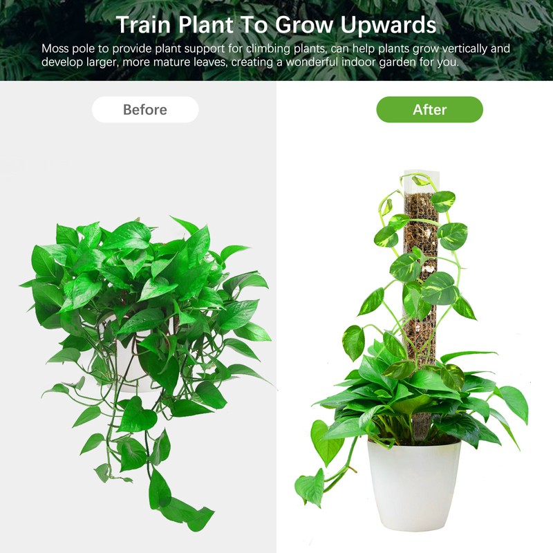 Plant Plastic Moss Pole Moss Supports Climbing Plant Poles Tortoise