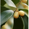 MySeeds.Co Osmanthus fragrans (Sweet Olive) Tree Seeds, Fragrant Flowers -