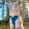 Voyager Step-in Lock Cat Harness and Reflective Cat Lead with