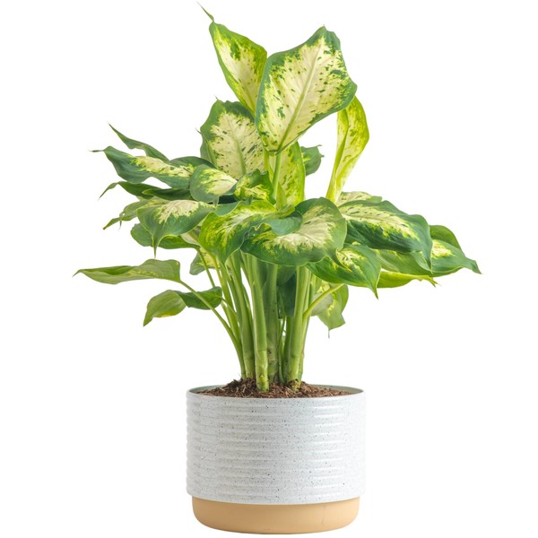 Costa Farms Dieffenbachia Live Plant Indoor, Easy Grow Light and Watering Houseplant, Potted in Indoors Garden Decor Plant Pot, Soil, Grower's Choice, Home and Office Plants Decor, 12-14 Inches Tall
