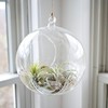 WGV Hanging Terrarium Globe, Width 8", Height 9", DIY Air