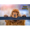 Cocker Spaniel Dog Birthday Card