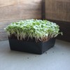 Thai Basil Seeds - Bulk Herb Seeds for Growing Microgreens,