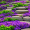 2000+ Mixed Creeping Thyme Seeds Colorful Ground Cover (Blue, Purple,