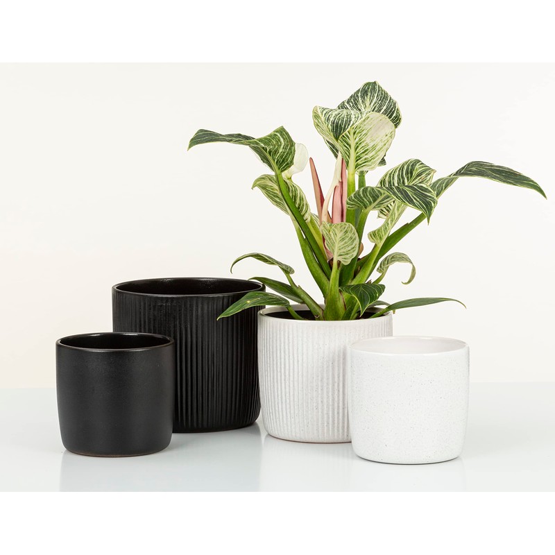 Scheurich Solido Linea, Set of 2 Ceramic Flower Pots, Colour: