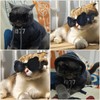 Billionchains Dog Goggles for Small Breed UV/Wind/Dust Protection Puppy Sunglasses