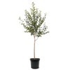Gravenstein Apple Tree, Premier Size, Fruits 2 Years Faster, Largest