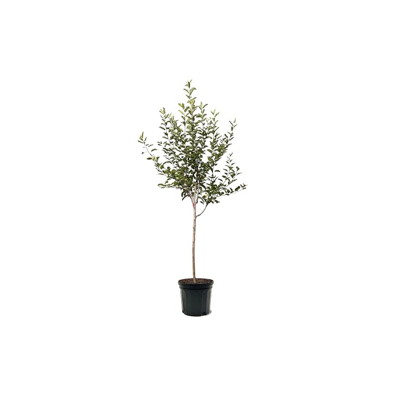 Gravenstein Apple Tree, Premier Size, Fruits 2 Years Faster, Largest