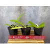 Orchids Paphiopedilum Imperial Jade (stonei x primulinum) slipper orchid rare