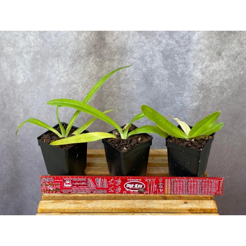 Orchids Paphiopedilum Imperial Jade (stonei x primulinum) slipper orchid rare