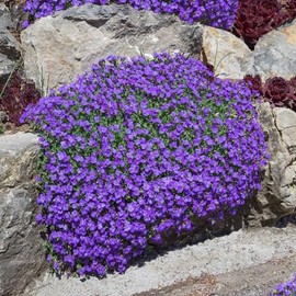Aubrieta Seeds - Whitewell Gem - Packet - Purple Flower Seeds, Open Pollinated Seed Attracts Bees, Attracts Butterflies, Attracts Hummingbirds, Attracts Pollinators, Easy to Grow & Maintain