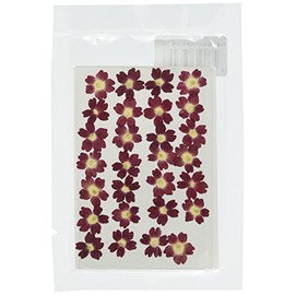 Fukusan Pressed Flower Pack, Verbena, Pink, Small FUK-1024