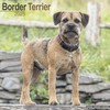 Border Terrier 2025 - 16-Monatskalender: Original Avonside-Kalender [Mehrsprachig] [Kalender]