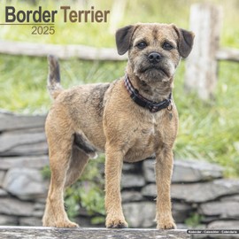 Border Terrier 2025 - 16-Monatskalender: Original Avonside-Kalender [Mehrsprachig] [Kalender]