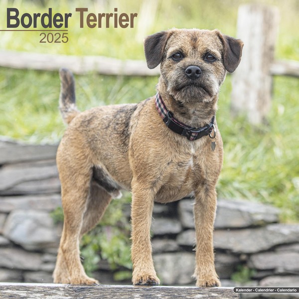 Border Terrier 2025 - 16-Monatskalender: Original Avonside-Kalender [Mehrsprachig] [Kalender]
