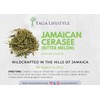 Cerasee Tea, Organic Bitter Melon, Momordica charantia, Wildharvested in Jamaica