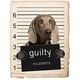 Weimaraner Dog Mugshot Bad Dog Car Bumper Magnet, Magnetic for Refrigerator, Decorative Fridge, Office, Whiteboard, Kitchen, Locker Waterproof Decor, Family & Friends, 4x7 in