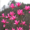Red Jane Magnolia Live Plant Shrub Bush Tree Seedling Flowering