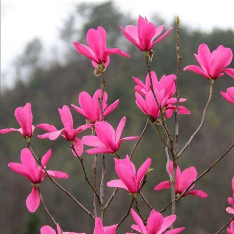 Red Jane Magnolia Live Plant Shrub Bush Tree Seedling Flowering
