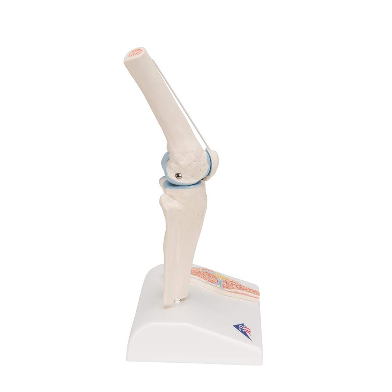 3B Scientific A85/1 Mini Knee Joint w/ cross sec of