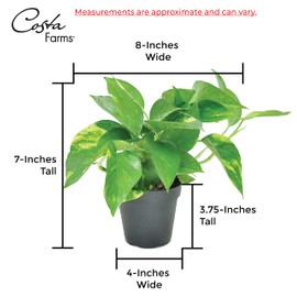 Costa Farms Easy Care Devil's Ivy Golden Pothos Live Indoor Plant, 8-Inches Tall, Home Sweet Home Planter Room Decor