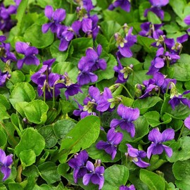 200+Violet Sweet Viola Philippicat Seeds for Planting Outdoor-Perennial Viola Odorata Fragrant Garden Home Plant Non-GMO