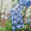 Eden Brothers Delphinium Seeds - Light Blue White Bee