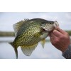 Dynamic Lures WATER DEMON 2 pack, Dynamic Lures (White) 1/16oz