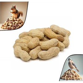 C.J. Dannemiller Raw Jumbo Peanuts in the Shell, 10 LB Bulk Bag, Great for Wildlife Like Squirrels & Birds