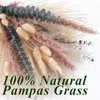 Dried Pampas Grass & Eucalyptus Decor, 100% Natural Bunny Tails