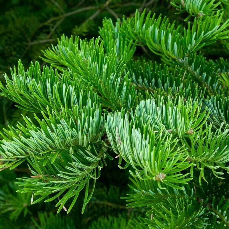 Fir Needle (Siberian Fir) 100ml Incent Essential Oil Essential Oil