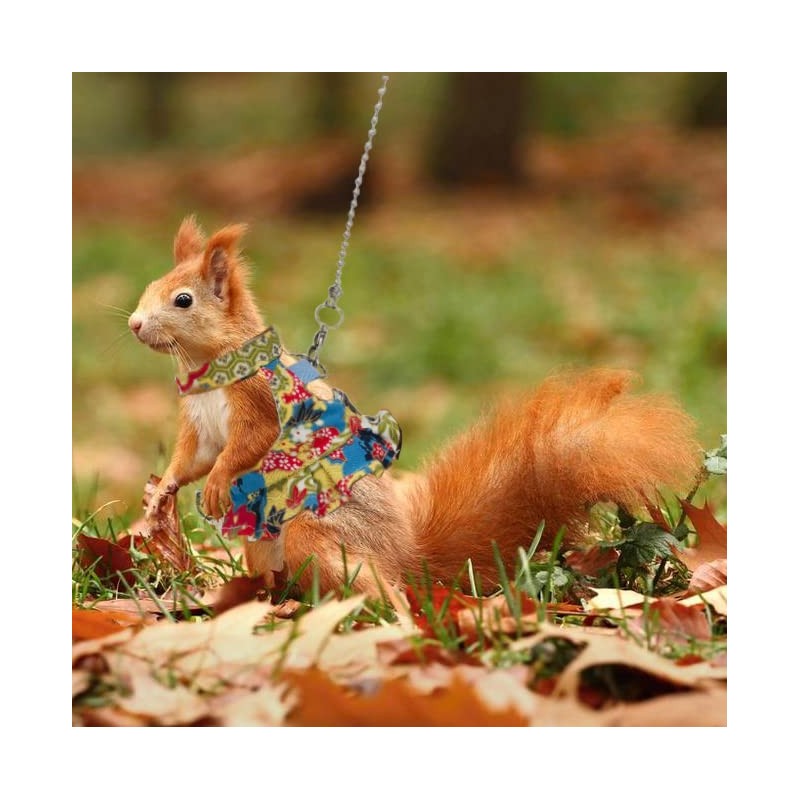 Squirrel Leash and Harness Set, Squirrel Traction Rope Strap, Ferret