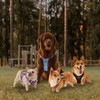 Tactical Dog Harness Medium Sized Dog, No Pull Pet Harness,